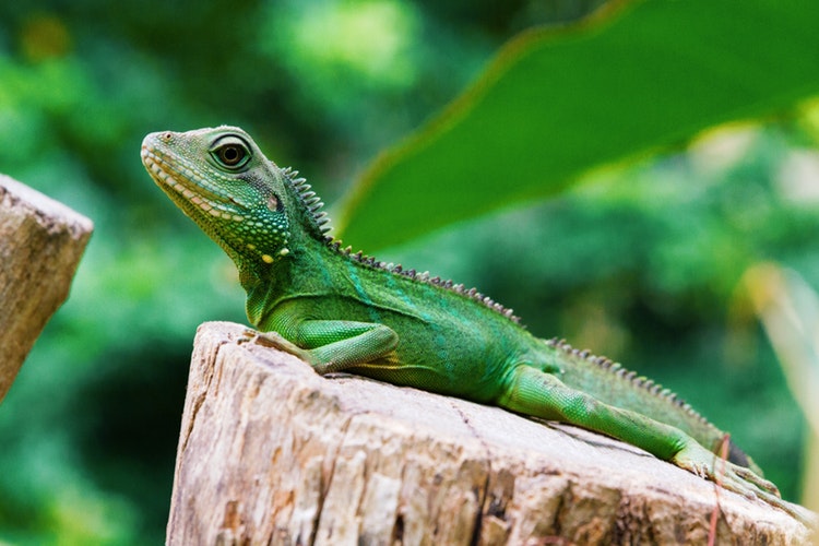 info-iguana