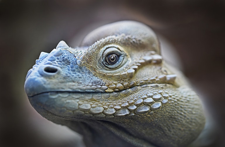 iguana02